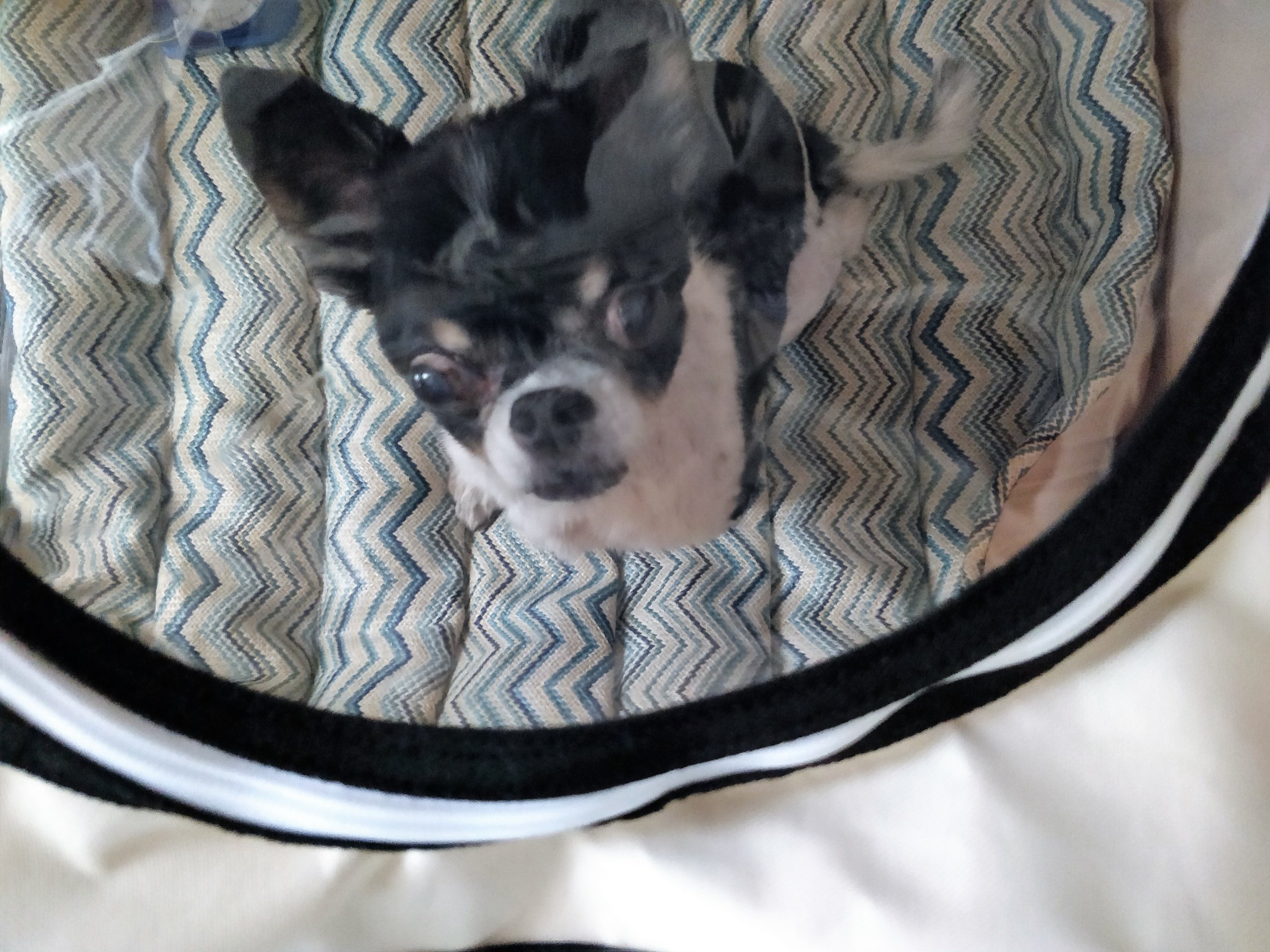 酸素濃縮器 利用開始１か月 体験してみて分かる感想 口コミ アンジーライフブログ